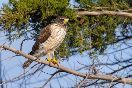 Photo for Roadside Hawk perched, calden forest, La Pampa , Argentina - Royalty Free Image