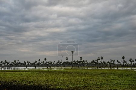 Téléchargez les photos : Paysage de palmiers dans le marais de La Estrella, province de Formosa, Argentine. - en image libre de droit