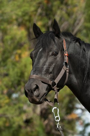 Photo for Black breeding horse, Portrait, La Pampa Province, Patagonia, Argentina. - Royalty Free Image