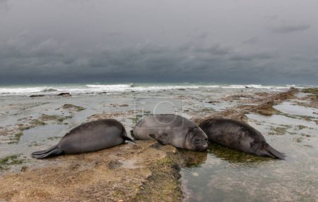 Photo for Elephant seal, Peninsula Valdes, Unesco World Heritage Site, Patagonia, Argentina - Royalty Free Image