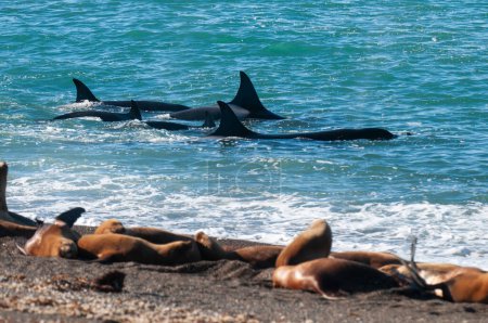 Téléchargez les photos : Épaulard, Orque, chasse aux otaries, Valdes de la péninsule, Patagonie Argentine - en image libre de droit