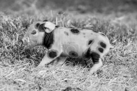 Foto de Bebé recién nacido lechón, en el paisaje de la granja. - Imagen libre de derechos