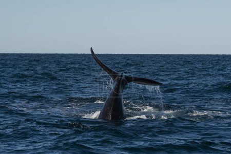 Téléchargez les photos : Sohutern queue de baleine noire, Péninsule Valdes, Chubut, Patagonie, Argentine - en image libre de droit