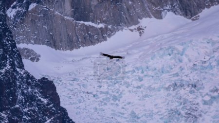 Photo for Andean Condor in flight,Torres del Paine National Park, Patagonia, Chile. - Royalty Free Image