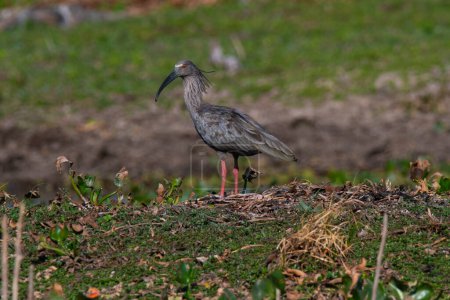 Téléchargez les photos : Plumbeous ibis, Theristicus caerulescens, Pantanal, Mato Grosso, Brésil. - en image libre de droit