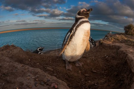 Photo for Magellanic penguin, Caleta Valdez, peninsula Valdes, Chubut Province, Patagonia Argentina - Royalty Free Image