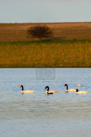 Photo for Black necked Swan swimming in a lagoon, La Pampa Province, Patagonia, Argentina. - Royalty Free Image