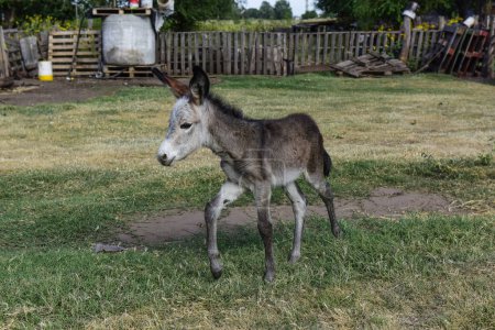 Téléchargez les photos : Naissance d'un âne à la ferme, Argentine Campagne - en image libre de droit