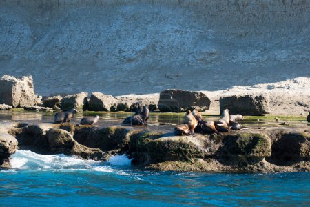 Téléchargez les photos : Lion de mer sud-américain , - en image libre de droit