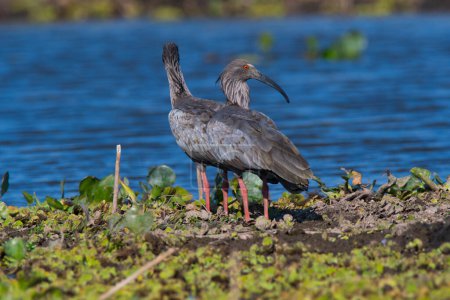 Photo for Plumbeous ibis,Theristicus caerulescens, Pantanal, Mato Grosso, Brazil. - Royalty Free Image