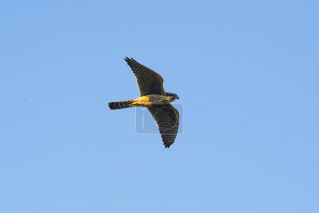 Photo for Aplomado Falcon, Falco femoralis, La Pampa, Patagonia,  Argentina - Royalty Free Image