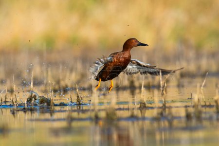 Photo for Cinnamon teal in lagoon environment, La Pampa Province, Patagonia, Argentina. - Royalty Free Image