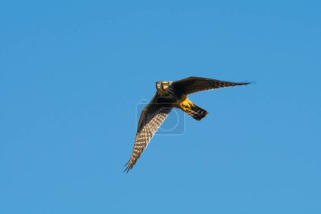 Foto de Aplomado Falcon, Falco femoralis, La Pampa, Patagonia,  Argentina - Imagen libre de derechos