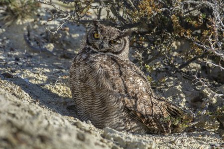 Foto de Great Horned Owl, Bubo virginianus nacurutu, Peninsula Valdes, Patagonia, Argentina. - Imagen libre de derechos