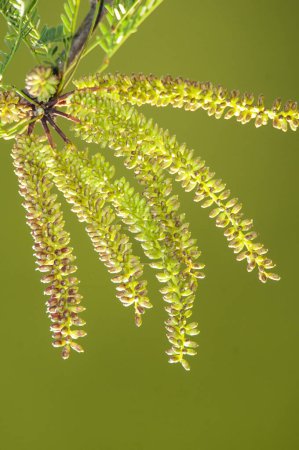 Téléchargez les photos : Calden Flower in Pampas forest environment, La Pampa Province, Patagonie, Argentine. - en image libre de droit