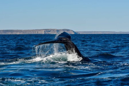 Téléchargez les photos : Sohutern queue de baleine noire, Péninsule Valdes, Chubut, Patagonie, Argentine - en image libre de droit