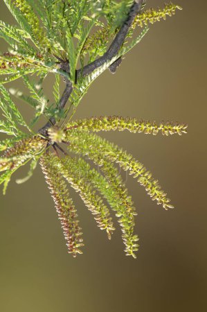 Téléchargez les photos : Calden Flower in Pampas forest environment, La Pampa Province, Patagonie, Argentine. - en image libre de droit