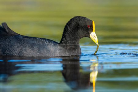 Photo for White winged coot, diving to look for food, La Pampa province, Patagonia,  Argentina. - Royalty Free Image