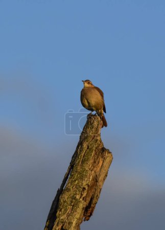 Téléchargez les photos : Rufous Hornero, Oiseau national argentin, Province de Cordoue, Pro - en image libre de droit