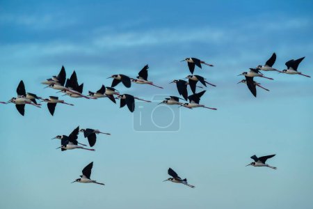 Téléchargez les photos : Troupeau d'oiseaux volant dans le ciel - en image libre de droit
