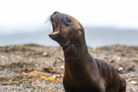Photo for South American  Sea Lion (Otaria flavescens) Female - Royalty Free Image
