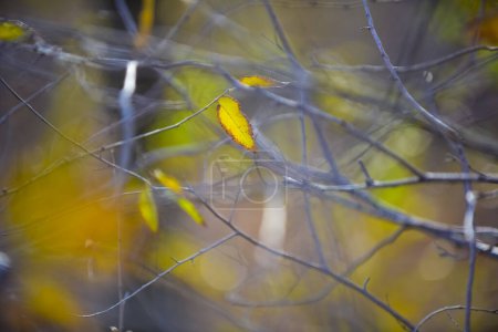 Téléchargez les photos : Feuilles d'automne dans la forêt, Province de La Pampa, Patagonie, Argentine. - en image libre de droit