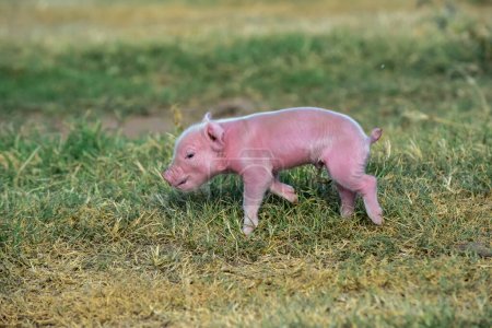 Photo for Piglet newborn baby, in farm landscape. - Royalty Free Image
