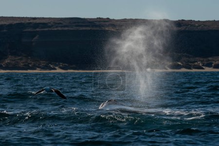 Photo for Sohutern right whales in the surface, Peninsula Valdes, Patagonia,Argentina - Royalty Free Image