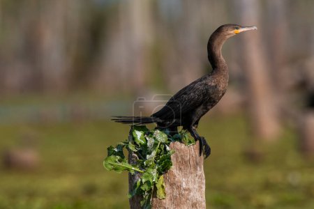 Photo for Neotropic Cormorant, La Estrella Marsh, Formosa Province, Argent - Royalty Free Image