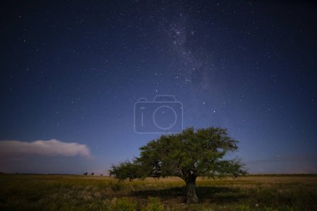 Téléchargez les photos : Paysage de Pampas photographié la nuit avec un ciel étoilé, province de La Pampa, Patagonie, Argentine. - en image libre de droit
