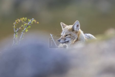 Téléchargez les photos : Patagonie Renard gris, Pseudalopex griseus, Parc national des Torres del Paine, Chili - en image libre de droit