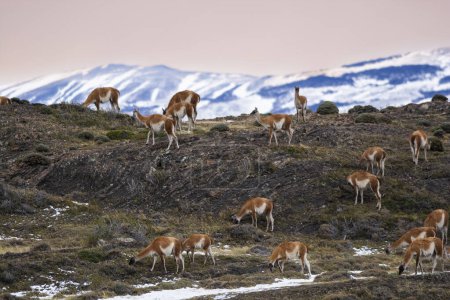Téléchargez les photos : Pâturage Guanacos, Parc National Torres del Paine, Patagonie, Chil - en image libre de droit