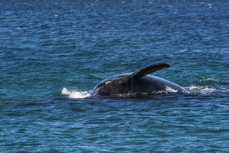 Téléchargez les photos : Baleines noires de Sohutern en surface, Péninsule Valdes, Patagonie, Argentine - en image libre de droit