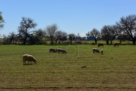 Téléchargez les photos : Moutons dans le paysage rural, Province de La Pampa, Patagonie, Argentine - en image libre de droit