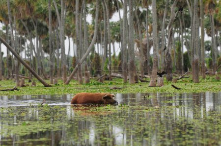 Foto de Paisaje de Cerdo en Palmeras en La Estrella Marsh, Formosa, Argentina. - Imagen libre de derechos