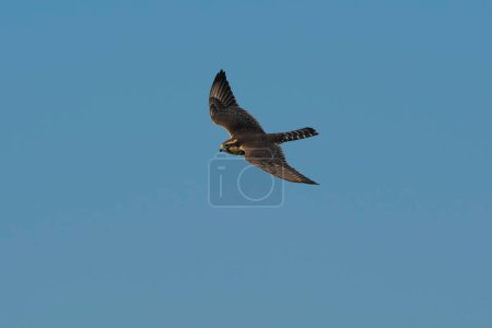 Photo for Aplomado Falcon, Falco femoralis, La Pampa, Patagonia,  Argentina - Royalty Free Image
