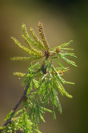 Foto de Calden Flower in Pampas forest environment, La Pampa Province, Patagonia, Argentina. - Imagen libre de derechos