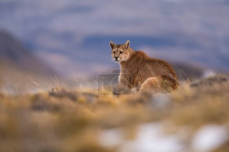 Foto de Cougar, Parque Nacional Torres del Paine, Patagonia, Chile - Imagen libre de derechos