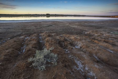 Téléchargez les photos : Semi desert environment landcape, La Pampa province, Patagonia, Argentina. - en image libre de droit