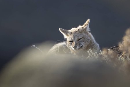 Foto de Patagonia Grey Fox, Pseudalopex griseus, Parque Nacional Torres del Paine, Chile - Imagen libre de derechos