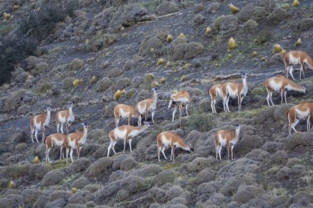 Photo for Guanacos herd grazing,Torres del Paine National Park, Patagonia, Chile. - Royalty Free Image