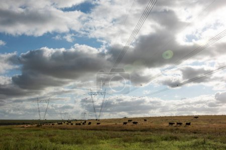 Photo for Cows grazing in the Argentine countryside, beneath a power line that crosses - Royalty Free Image
