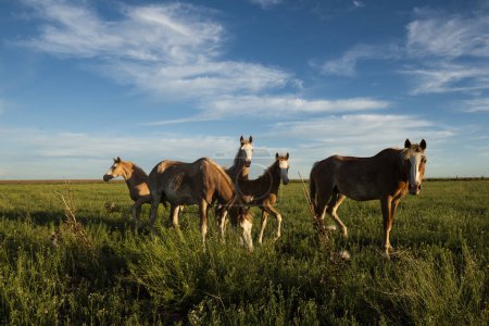 Téléchargez les photos : Chevaux dans la campagne argentine, province de La Pampa, Patagonie, Argentine. - en image libre de droit