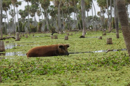 Photo for Pig in Palms landscape in La Estrella Marsh, Formosa province, Argentina. - Royalty Free Image