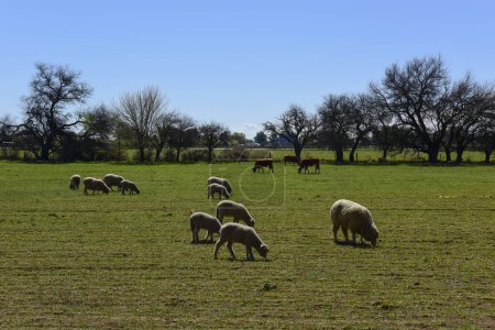 Foto de Ovejas en el paisaje rural, Provincia de La Pampa, Patagonia, Argentina - Imagen libre de derechos