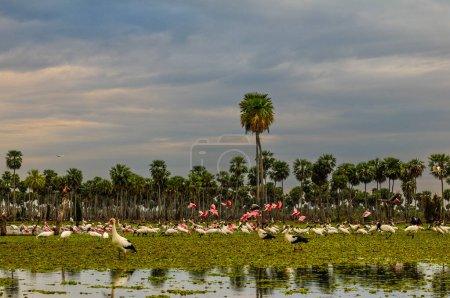 Foto de Paisaje de palmeras en La Estrella Marsh variedad de especies de aves, provincia de Formosa, Argentina. - Imagen libre de derechos