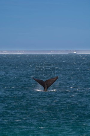 Photo for Sohutern right whale tail,Peninsula Valdes, Chubut, Patagonia,Argentina - Royalty Free Image