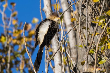 Téléchargez les photos : Guira Cuckoo dans l'environnement de la forêt de Calden, La Pampa, Patagonie, Argentine - en image libre de droit