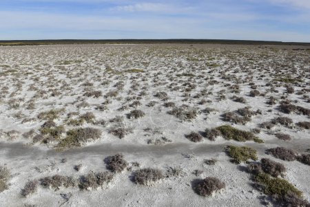 Téléchargez les photos : Sol salé dans un environnement semi désertique, province de La Pampa, Patagonie, Argentine. - en image libre de droit