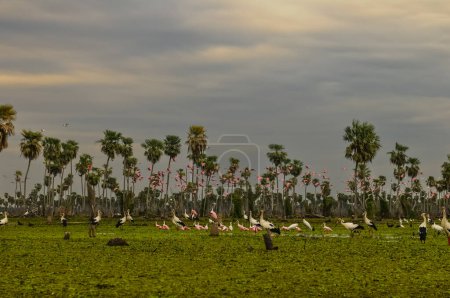 Foto de Paisaje de palmeras en La Estrella Marsh variedad de especies de aves, provincia de Formosa, Argentina. - Imagen libre de derechos